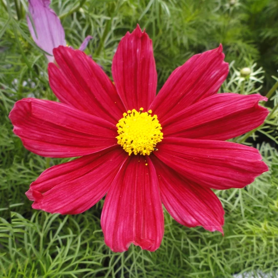 Kerti Pillangóvirág - Cosmos bippinatus Casanova Red