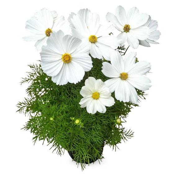 Kerti Pillangóvirág - Cosmos bippinatus Casanova White