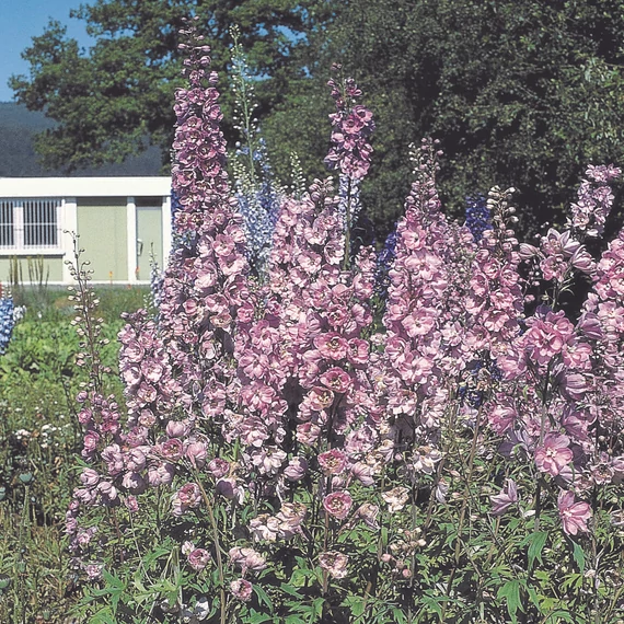 Szarkaláb - Delphinium Pacific Astolat