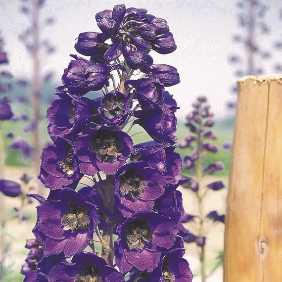 Szarkaláb - Delphinium Pacific Black Knight