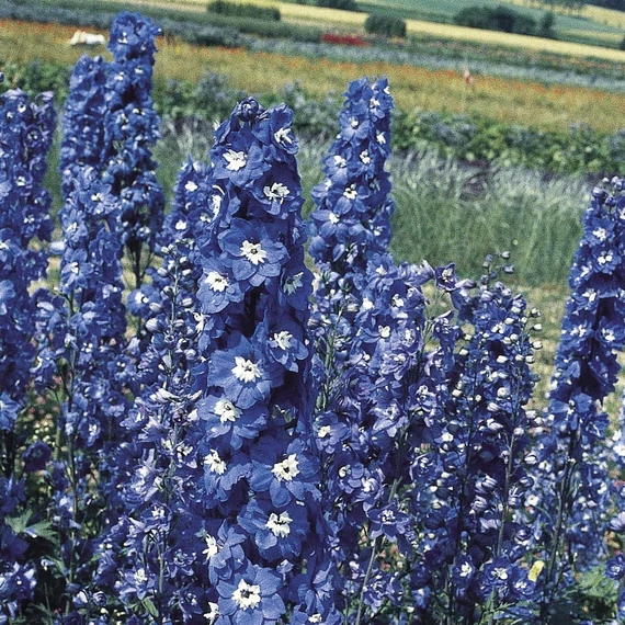 Szarkaláb - Delphinium Pacific Blue Bird