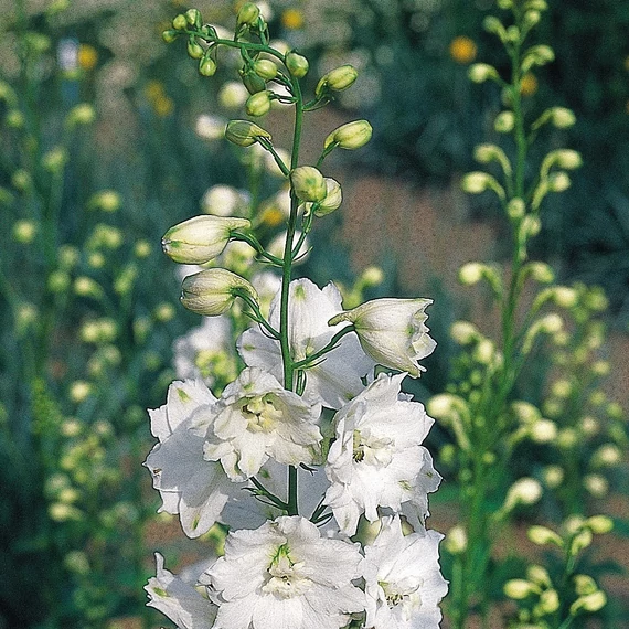 Szarkaláb - Delphinium Pacific Galahad