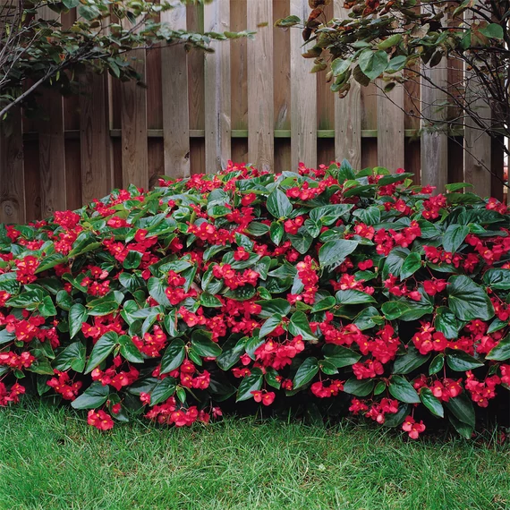 Sárkányszárny begónia - Begonia Dragon Wing Red