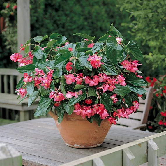 Sárkányszárny begónia - Begonia Dragon Wing Rose