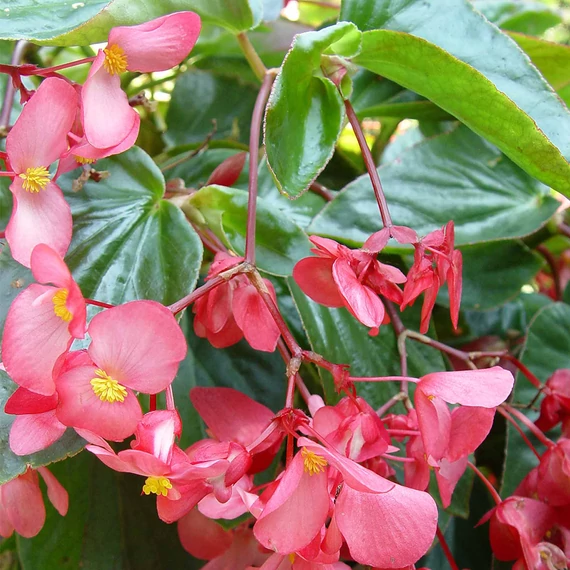 Sárkányszárny begónia - Begonia Dragon Wing Rose