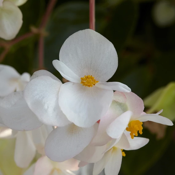 Sárkányszárny begónia - Begonia Dragon Wing White