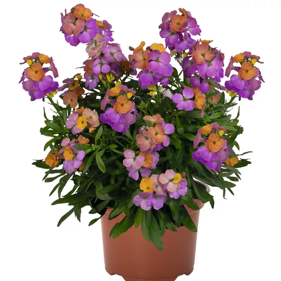 Repcsény - Erysimum Berry Lemonade