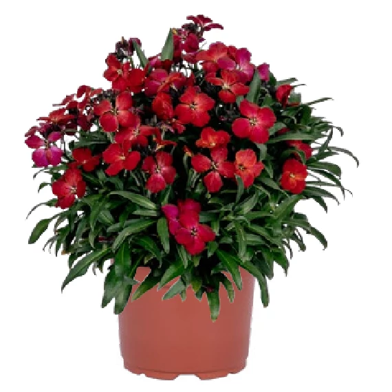 Repcsény - Erysimum Joy