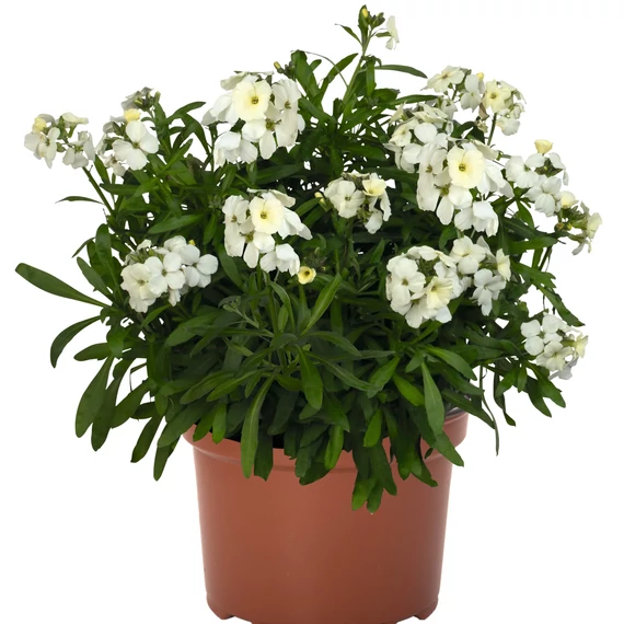 Repcsény - Erysimum Pearl