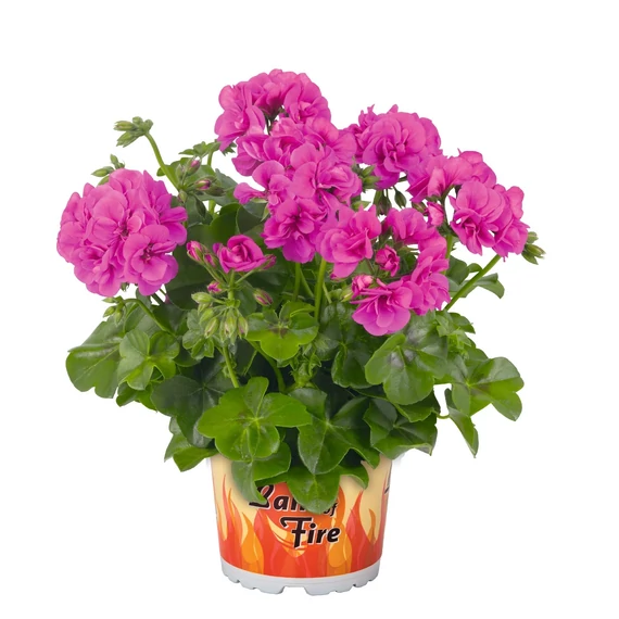 Futó Muskátli - Pelargonium P. GBoF (Blue)