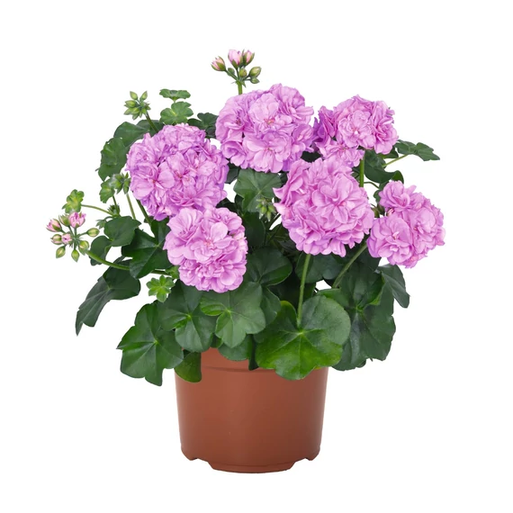 Futó Muskátli - Pelargonium P. GBoF (Lavender)