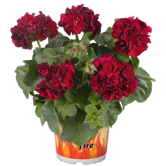 Futó Muskátli - Pelargonium P. GBoF (Merlot)