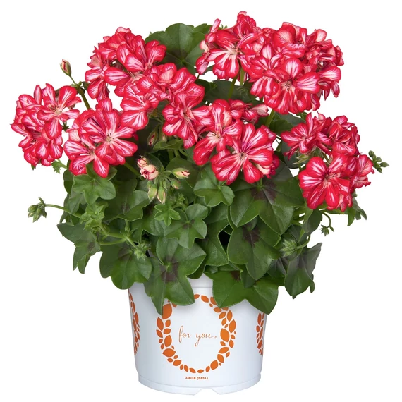 Futó Muskátli - Pelargonium P. GBoF (Bicolour)