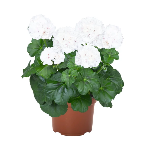Futó Muskátli - Pelargonium P. GBoF (White)