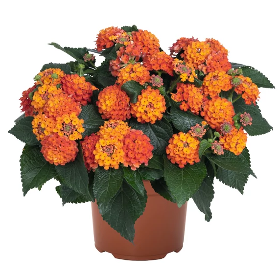 Sétányrózsa - Lantana Trinidad Orange