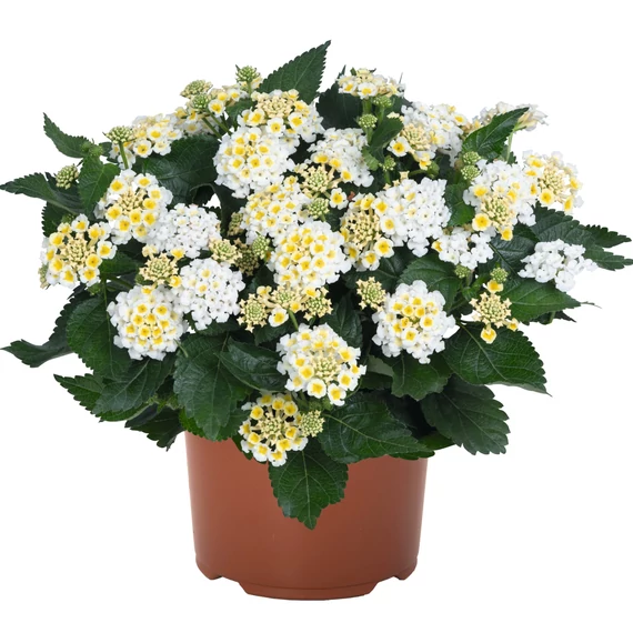 Sétányrózsa - Lantana Trinidad Red