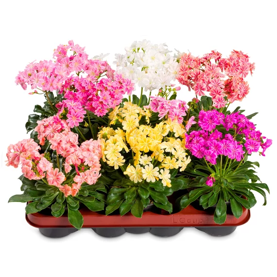 Dohánygyökér - Lewisia cotyledon Elise Mix 