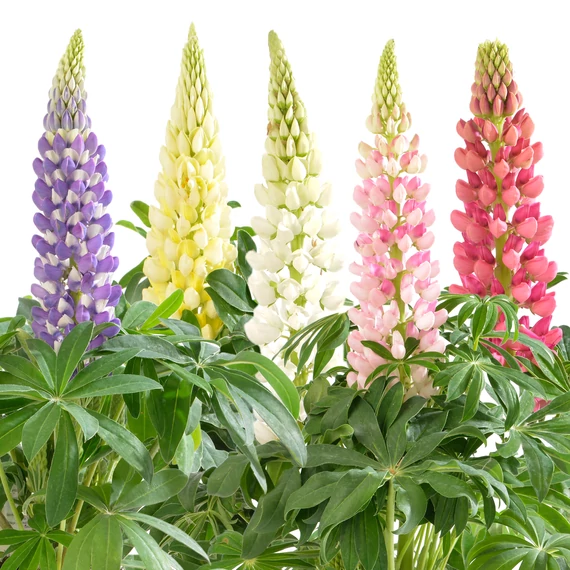 Csillagfürt - Lupinus polyphyllus EarlyPini Mix