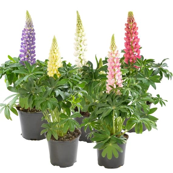 Csillagfürt - Lupinus polyphyllus EarlyPini Mix