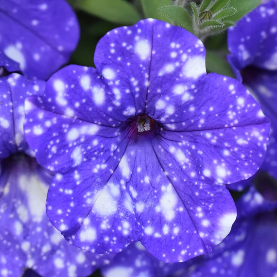 Futó Petúnia - Galaxy Blue