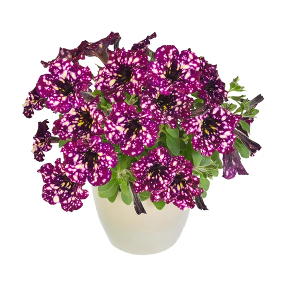 Futó Petúnia - Galaxy Lilac