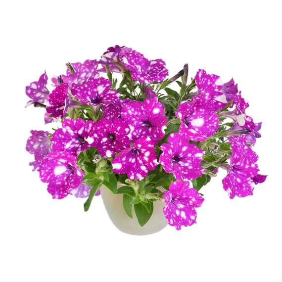 Futó Petúnia - Galaxy Purple