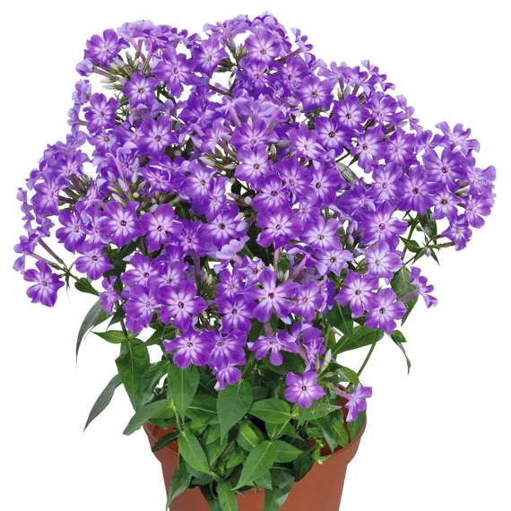 Bugás Lángvirág - Phlox Paniculata Purple Eye