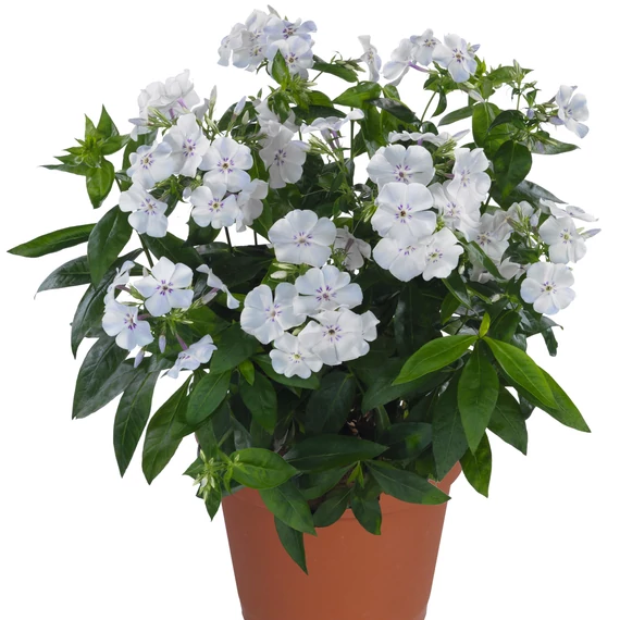 Bugás Lángvirág - Phlox Paniculata Light Blue