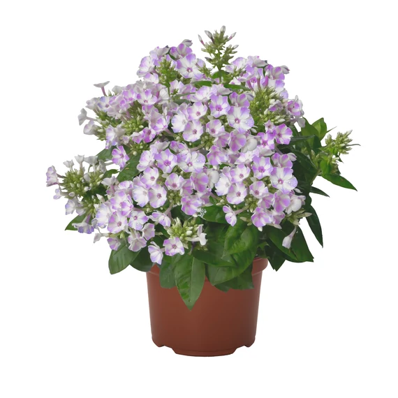 Bugás Lángvirág - Phlox Paniculata Lilac Star