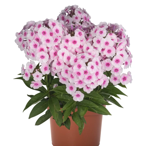 Bugás Lángvirág - Phlox Paniculata Soft Pink