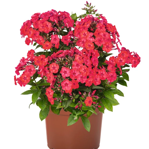 Bugás Lángvirág - Phlox Paniculata Watermelon
