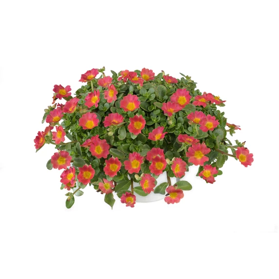Porcsinrózsa - Portulaca Pazzaz Nano Hot Pink