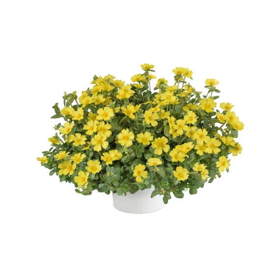 Porcsinrózsa - Portulaca Pazzaz Nano Yellow