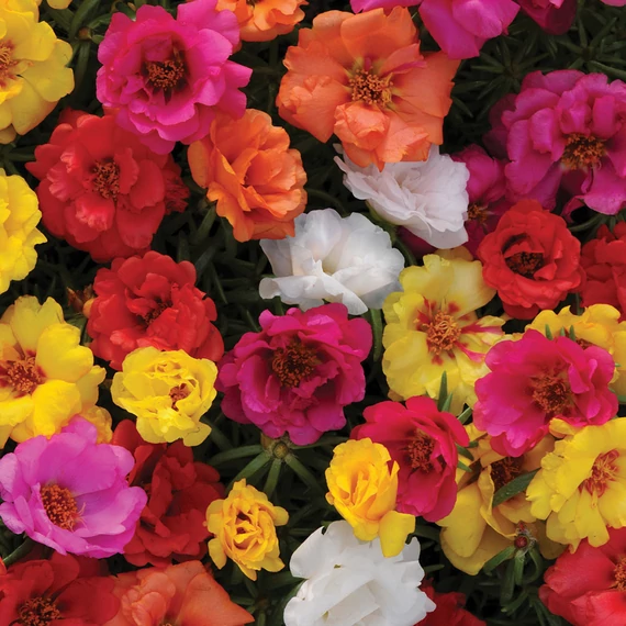 Porcsinrózsa - Portulaca Happy Hour