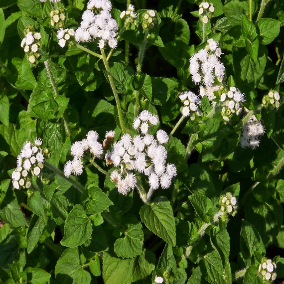 Bojtocska - ageratum houstonianum (fehér)
