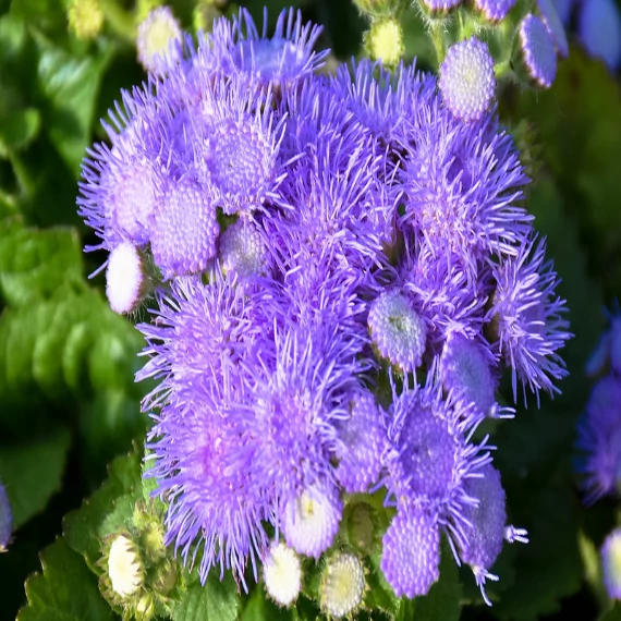 Bojtocska - ageratum houstonianum (lila)