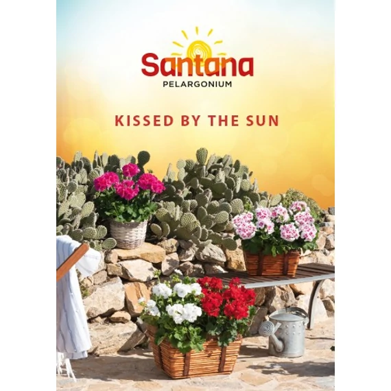 Álló Muskátli - Pelargonium Int. Santana (White Splash)