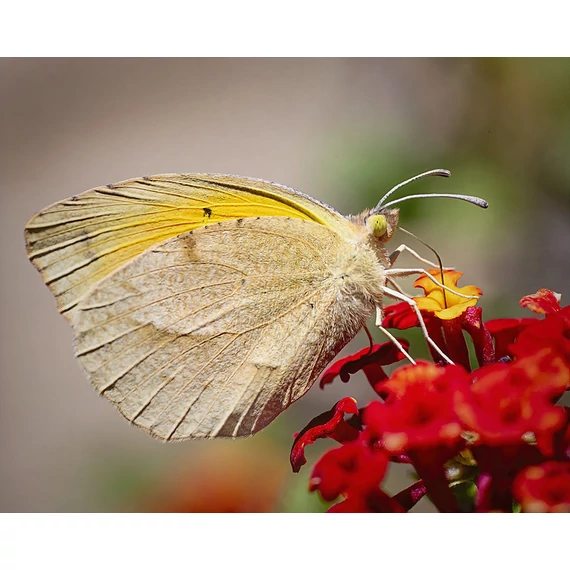 Sétányrózsa - Lantana Trinidad Red