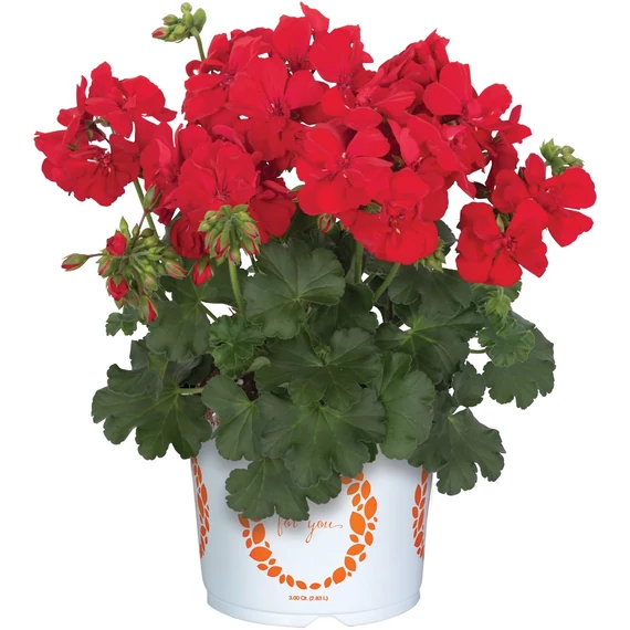 Álló Muskátli - Pelargonium Int. Santana (Dark Red)