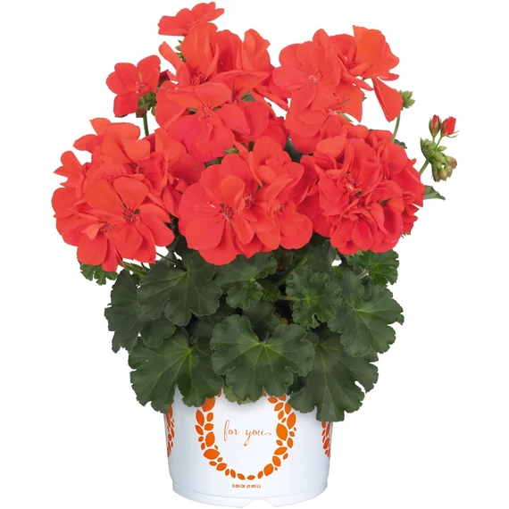 Álló Muskátli - Pelargonium Int. Santana (Fire)