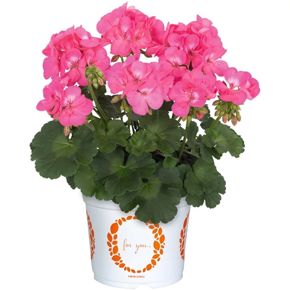 Álló Muskátli - Pelargonium Int. Santana (Pink)