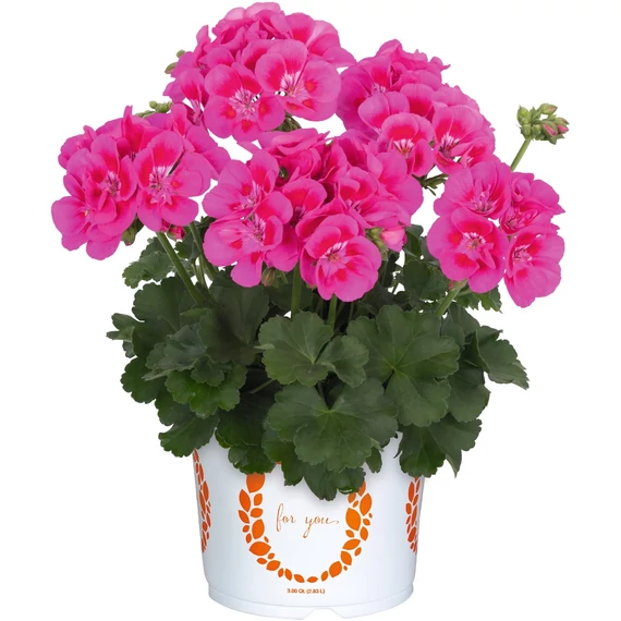 Álló Muskátli - Pelargonium Int. Santana (Pink Splash)