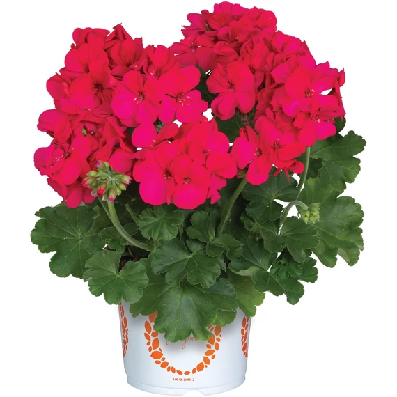 Álló Muskátli - Pelargonium Int. Santana (Purple)