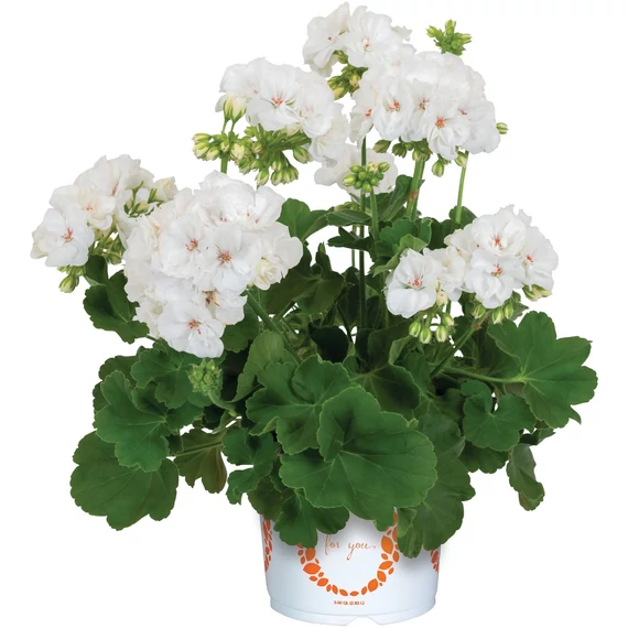 Álló Muskátli - Pelargonium Int. Santana (White)