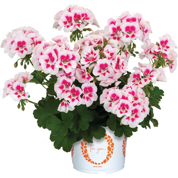Álló Muskátli - Pelargonium Int. Santana (White Splash)