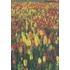Fáklyaliliom - Kniphofia uvaria Grandiflor Mix
