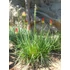 Fáklyaliliom - Kniphofia uvaria Grandiflor Mix
