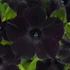 Futó Petúnia - Prelude Black