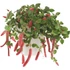 Szépcsalán - Acalypha pendula Firetail