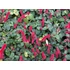 Szépcsalán - Acalypha pendula Firetail